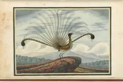superb lyrebird in natural habitat