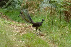 superb lyrebird in natural habitat