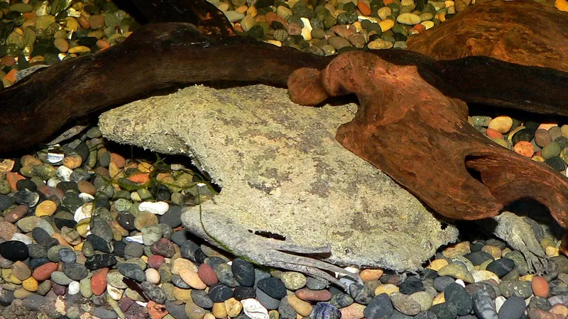 Surinam Toad (Pipa pipa) displaying natural behavioral traits in wild habitat