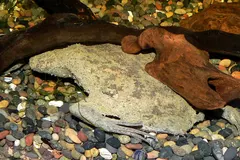 Surinam Toad (Pipa pipa) displaying natural behavioral traits in wild habitat