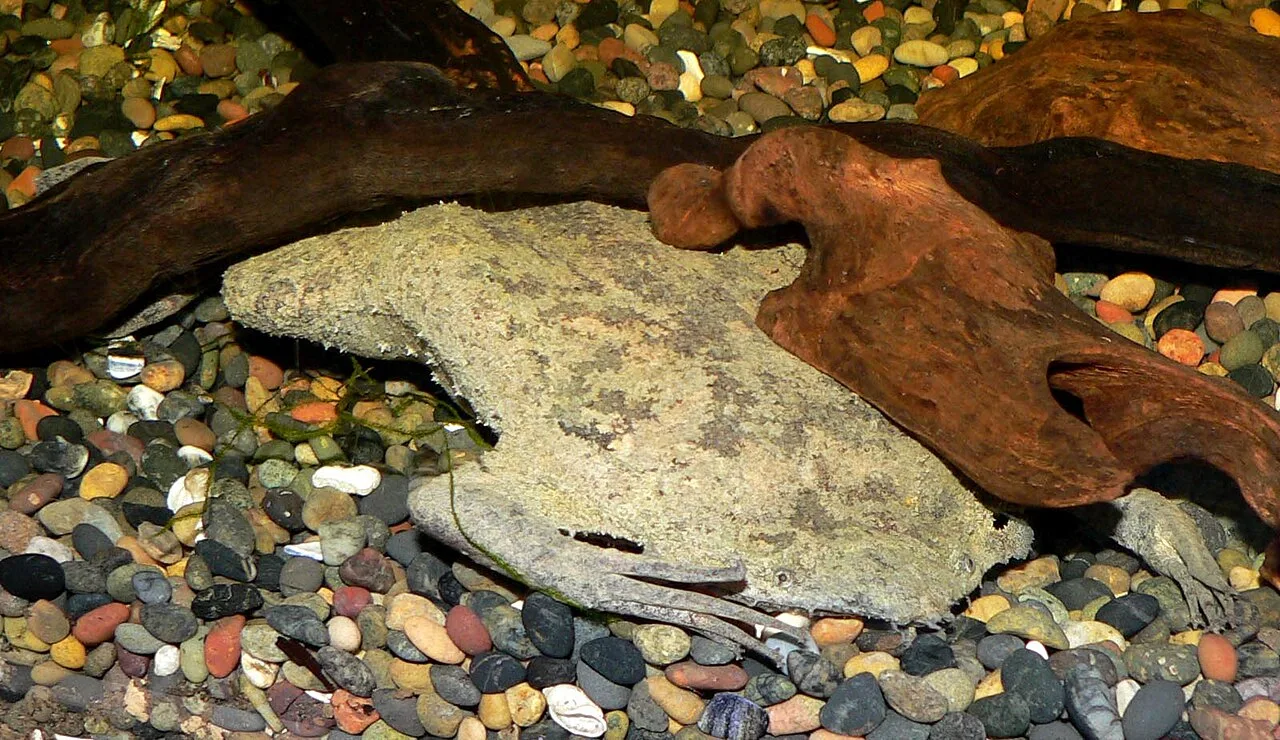 Surinam Toad (Pipa pipa) displaying natural behavioral traits in wild habitat