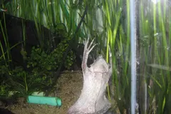 Surinam Toad (Pipa pipa) displaying natural behavioral traits in wild habitat
