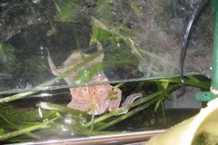 Surinam Toad (Pipa pipa) displaying natural behavioral traits in wild habitat