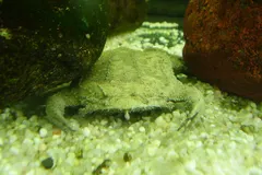 Surinam Toad (Pipa pipa) displaying natural behavioral traits in wild habitat