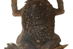 Surinam Toad (Pipa pipa) displaying natural behavioral traits in wild habitat