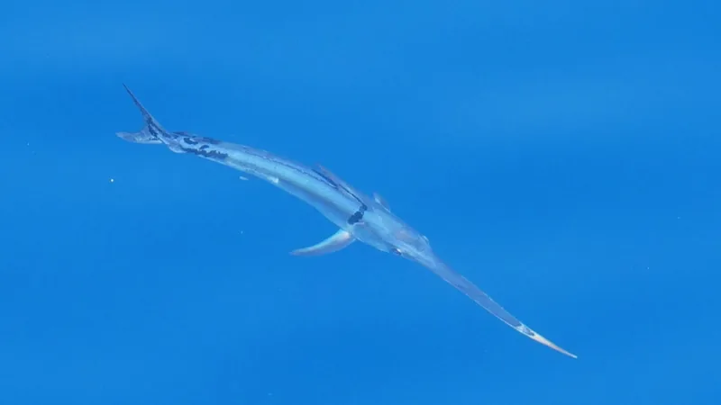 Swordfish swimming just below the surface in clear blue open water, bill outstretched