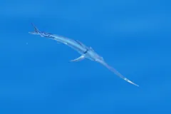Swordfish swimming just below the surface in clear blue open water, bill outstretched
