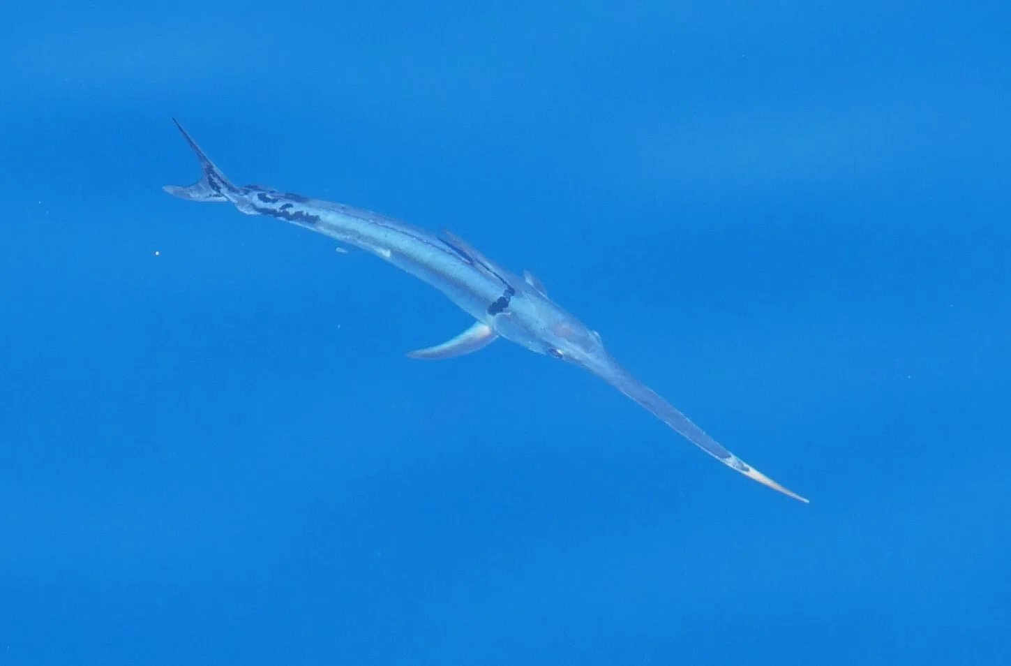 Swordfish swimming just below the surface in clear blue open water, bill outstretched