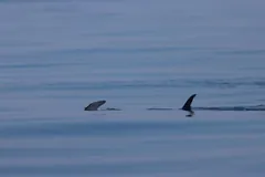 Swordfish dorsal fin and tail fin cutting the calm surface of the sea