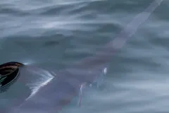 Swordfish seen through the surface, its long body and bill below the dorsal fin