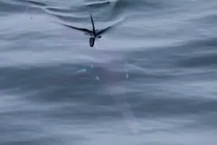 Swordfish from above with its dorsal fin breaking the water and body visible beneath