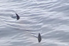 Swordfish dorsal and tail fins breaking a rippled grey sea surface