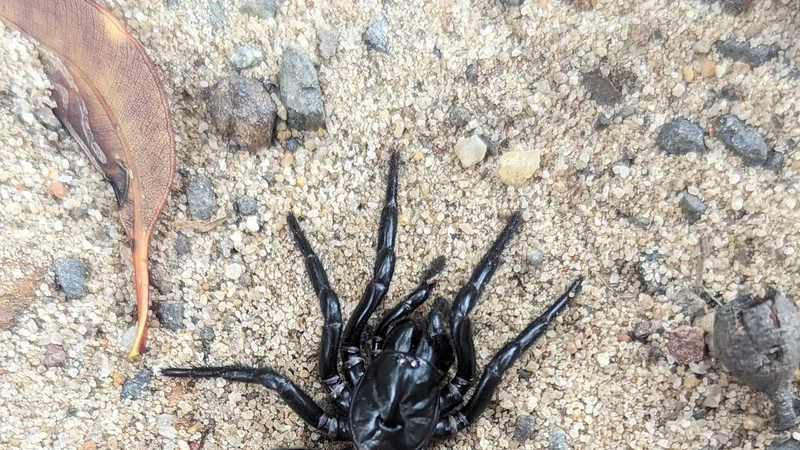 sydney funnel web spider in natural habitat