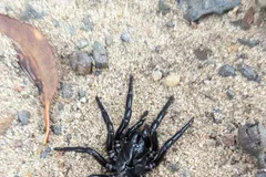 sydney funnel web spider in natural habitat