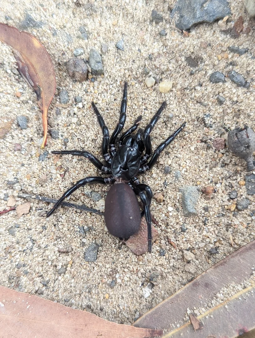 sydney funnel web spider in natural habitat