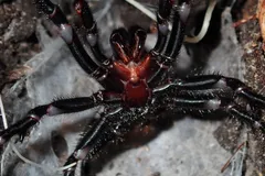 sydney funnel web spider in natural habitat