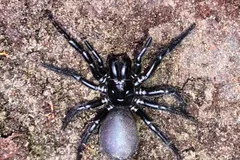 sydney funnel web spider in natural habitat