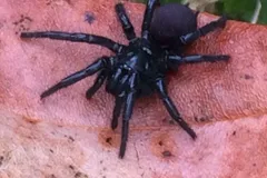 sydney funnel web spider in natural habitat