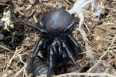 sydney funnel web spider in natural habitat