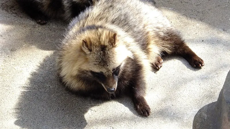Tanuki (Nyctereutes viverrinus) in native wild habitat