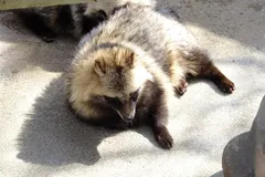 Tanuki (Nyctereutes viverrinus) in native wild habitat