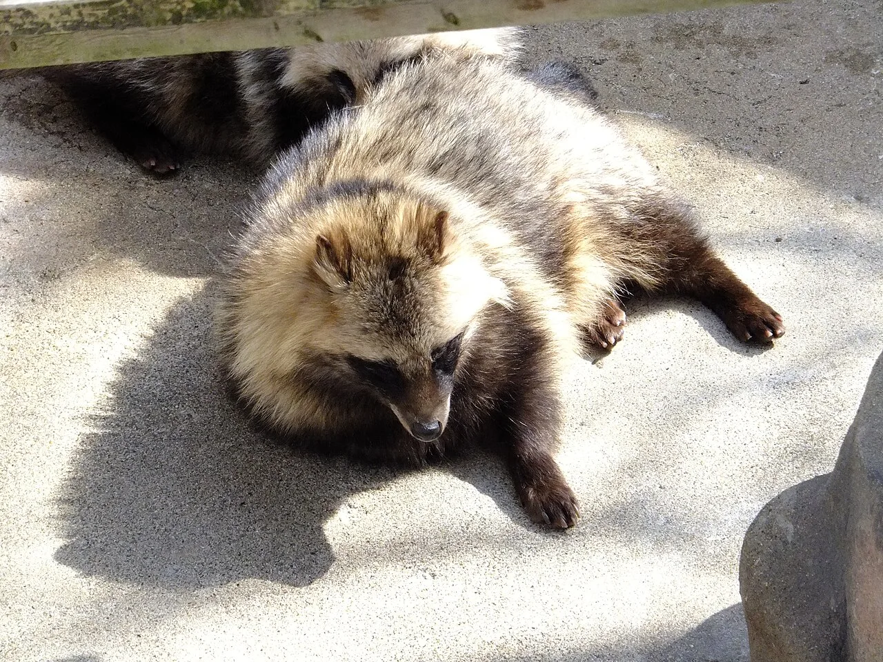 Tanuki (Nyctereutes viverrinus) in native wild habitat