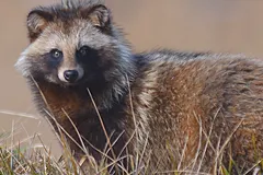 Tanuki (Nyctereutes viverrinus) in native wild habitat
