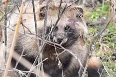 Tanuki (Nyctereutes viverrinus) in native wild habitat