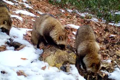 Tanuki (Nyctereutes viverrinus) in native wild habitat