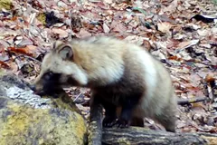 Tanuki (Nyctereutes viverrinus) in native wild habitat