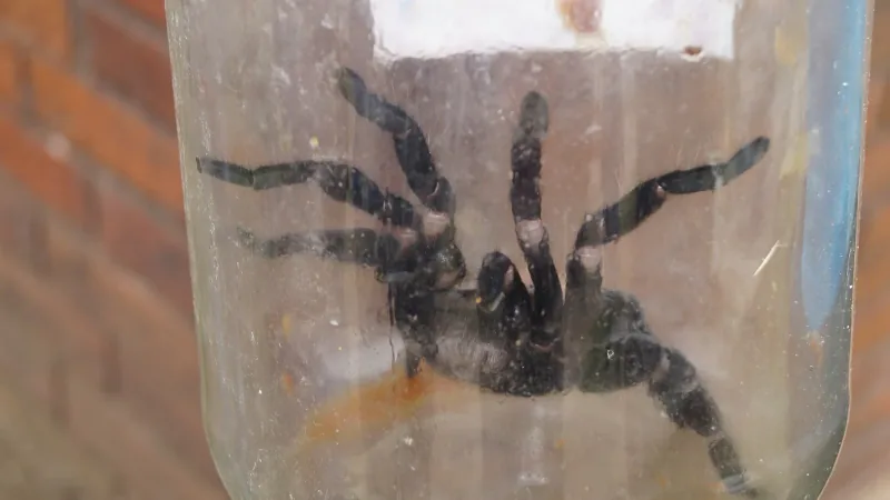 Araña mona. Fue tomada el 13 de Octubre del 2012 en el Monumento a la Virgen de la Paz