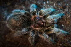 Chilean rose tarantula viewed from above, rose-tinted carapace and pale leg bristles