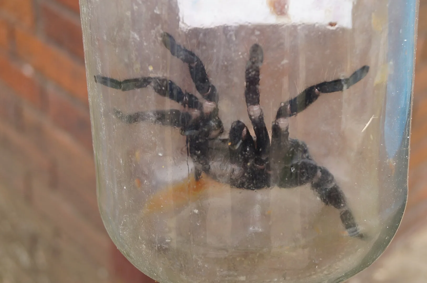 Araña mona. Fue tomada el 13 de Octubre del 2012 en el Monumento a la Virgen de la Paz