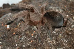Chilean rose tarantula walking across dry stony ground, seen from the side