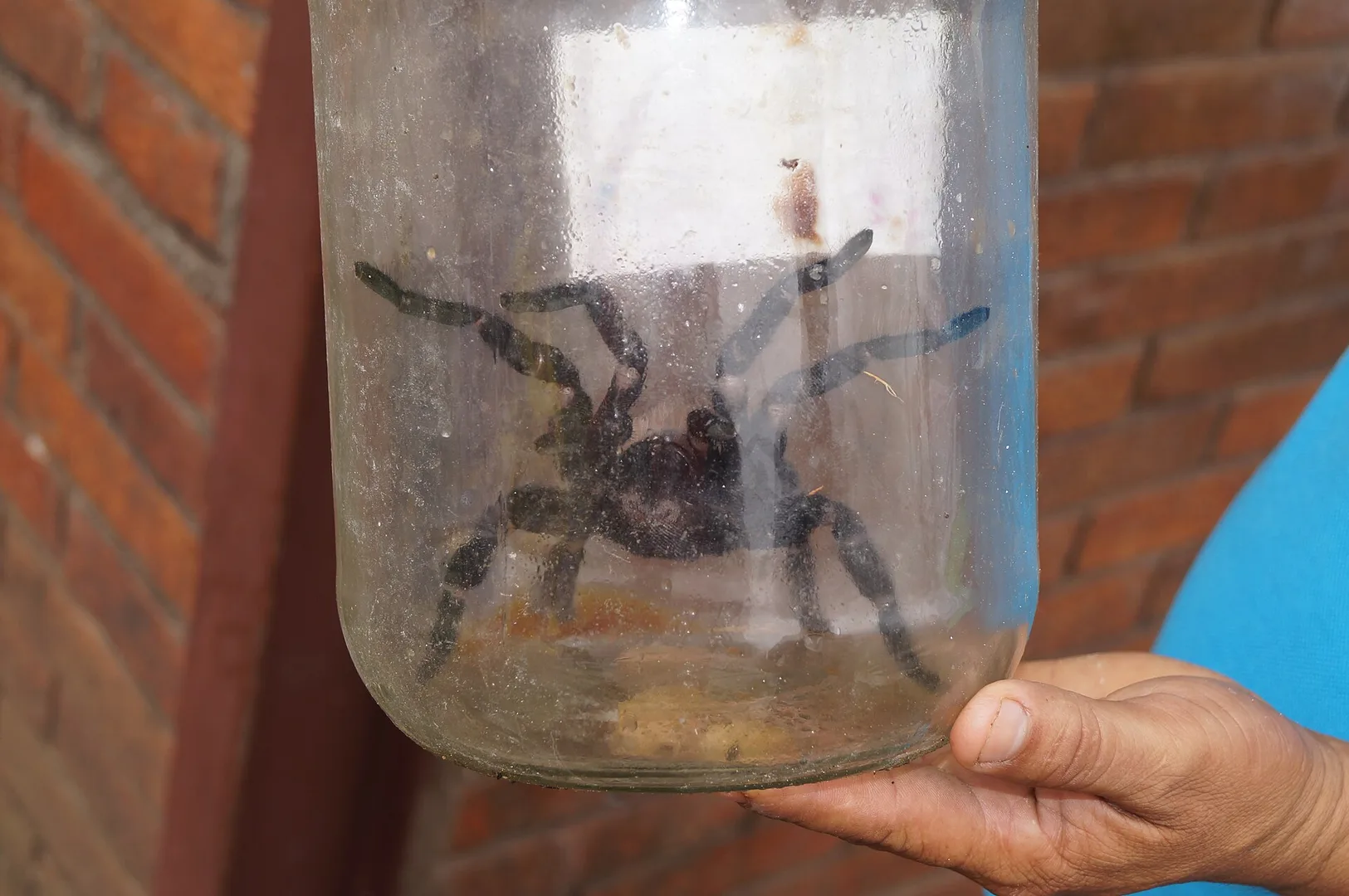 Araña mona. Fue tomada el 13 de Octubre del 2012 en el Monumento a la Virgen de la Paz