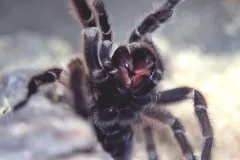Chilean rose tarantula reared into a defensive posture with fangs raised