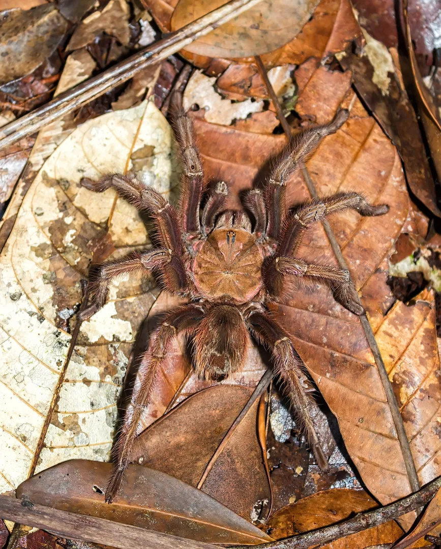 Pinkfoot goliath | Araña mona (Theraphosa apophysis)