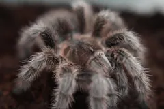 Close view of a Chilean rose tarantula's face and forward legs