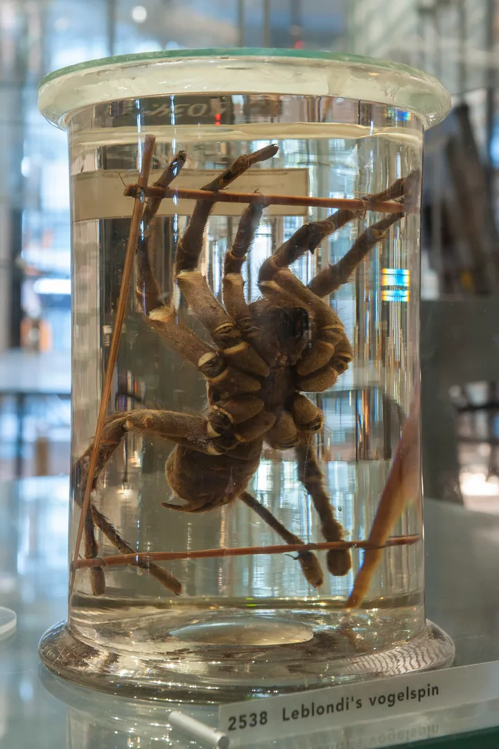 Natural history museum Naturalis, Leiden. Exhibition Nature theatre. 2538 Goliath Tarantula (Theraph