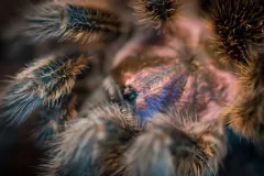 Macro view of the dense bristles covering a Chilean rose tarantula's carapace