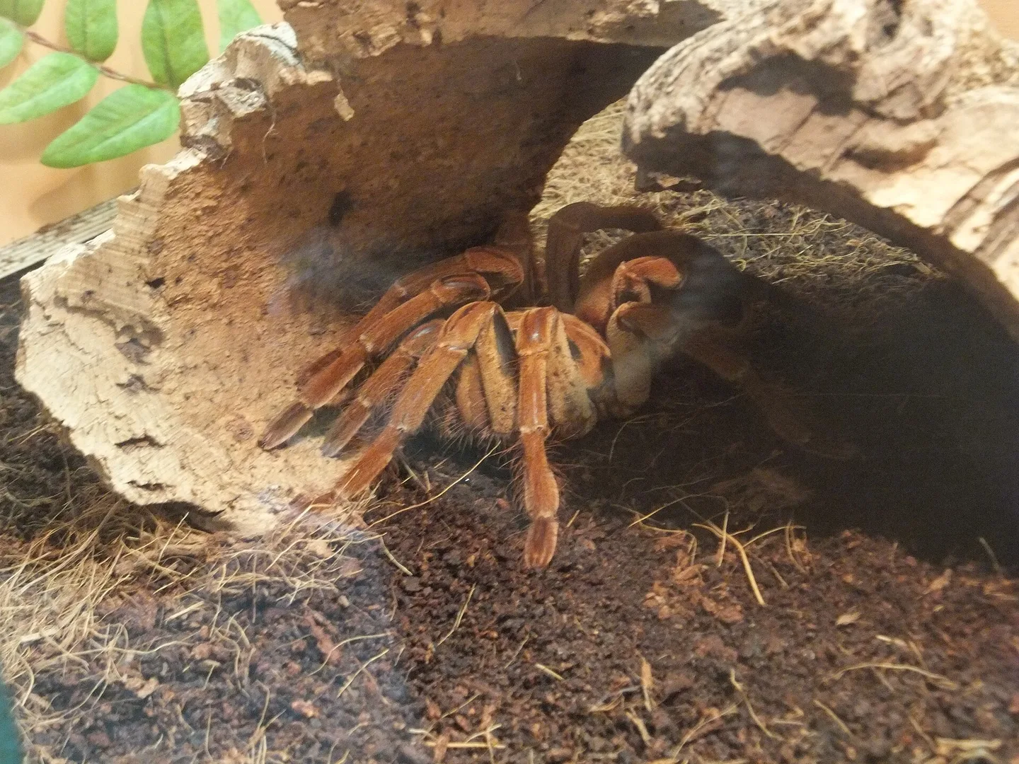 Goliath Bird-Eating Tarantula specimen in museum exhibition