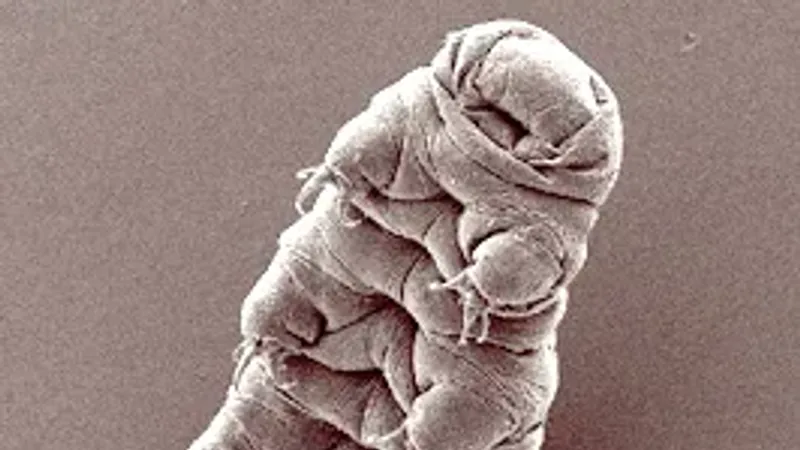 Water bear (tardigrade), Hypsibius exemplaris, scanning electron micrograph by Bob Goldstein and Vic