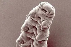 Water bear (tardigrade), Hypsibius exemplaris, scanning electron micrograph by Bob Goldstein and Vic