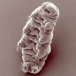 Tardigrade (Water Bear)