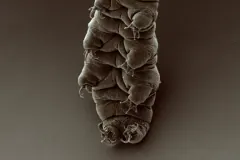 Scanning electron micrograph of an adult tardigrade (water bear).