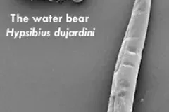 The water bear Hypsibius dujardini and the nematode C. elegans, scanning electron micrograph by Bob 