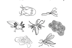 Line and stipple drawings of some emerging model organisms. Top row, left to right: Choanoflagellate