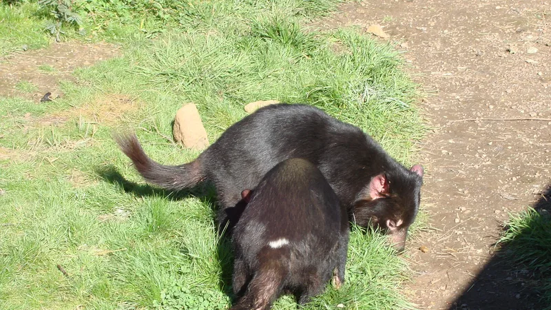 Tasmanian Devil in natural habitat