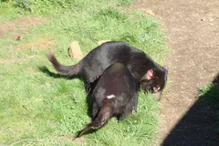 Tasmanian Devil in natural habitat