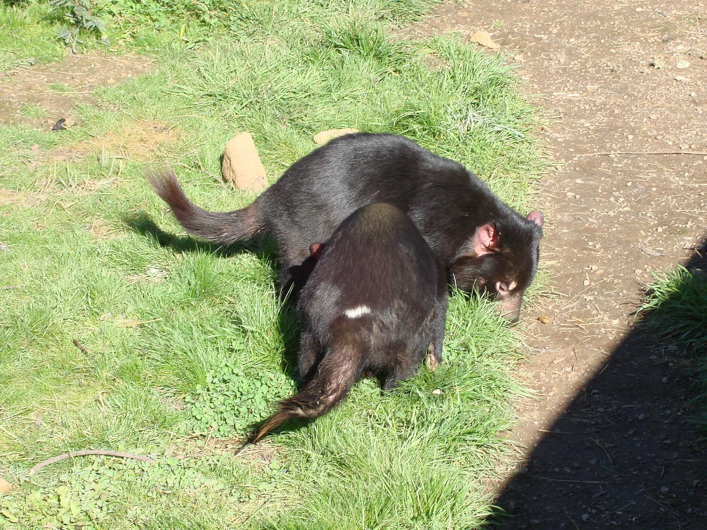 Tasmanian Devil in natural habitat